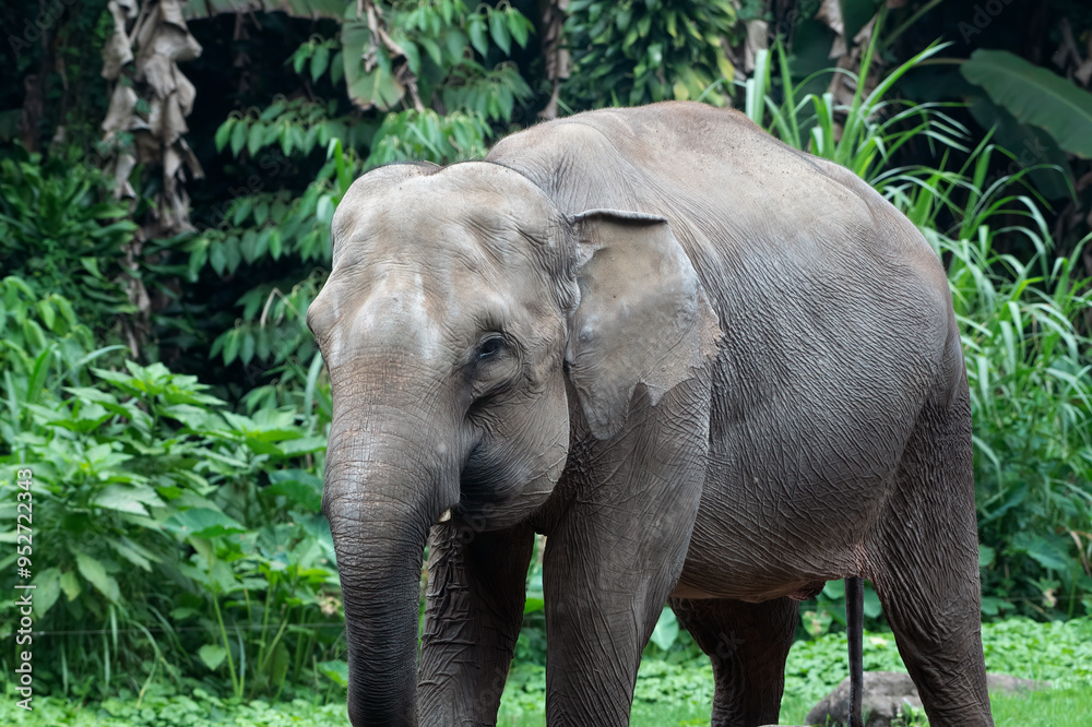 Naklejka premium Close-up photo of Sumatran elephant