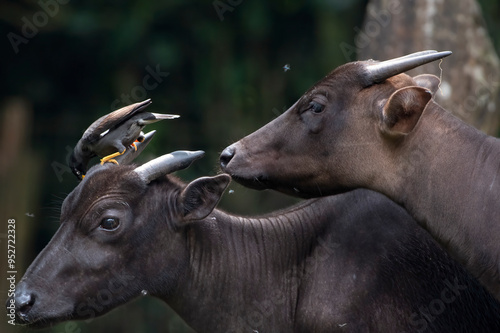 Close up of a anoa deer photo