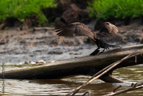 Cormoran Neotropical levantando vuelo photo