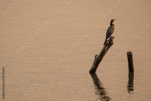 Cormoran Neotropical photo