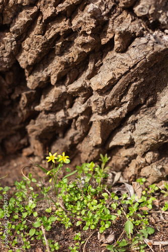 spring flowers in the forest