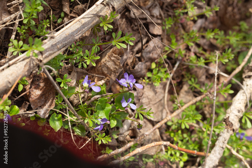 spring flowers in the forest