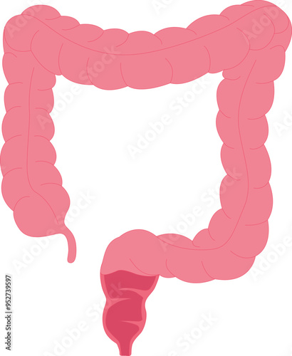 Colon - Large intestine - Flat color stock illustration
