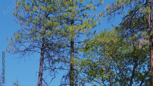 Tree Felling Cutting and Falling