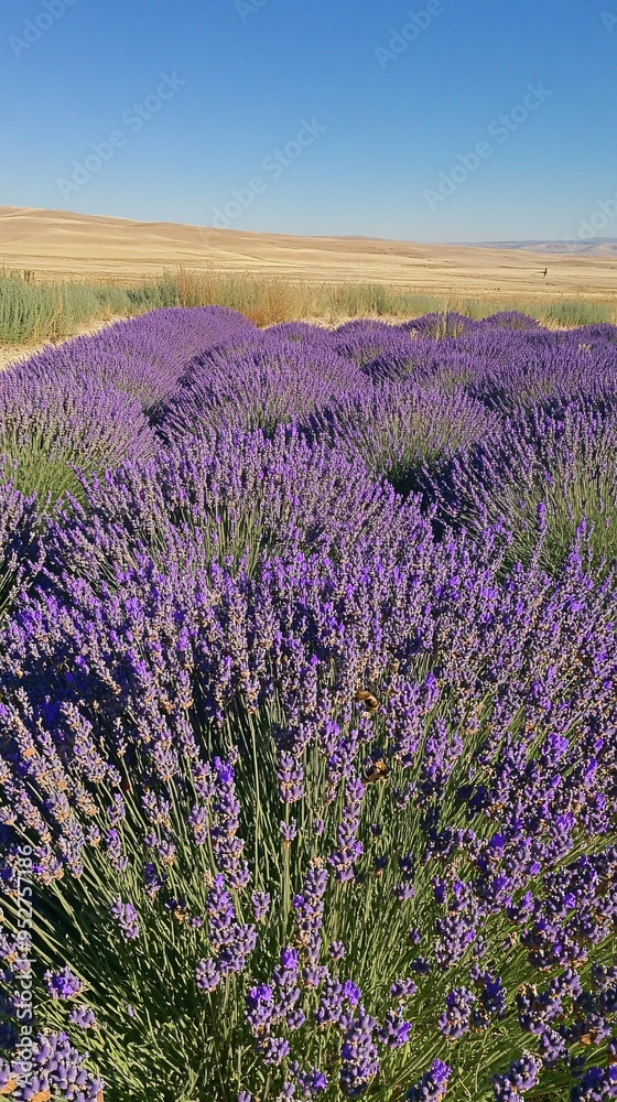 Obraz premium Lavender field with a bee in the foreground and a hazy view of distant hills on a sunny day.