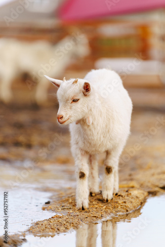 Goat on farm look peaceful and content in their enclosed environment. Selective focus. Vertical photo