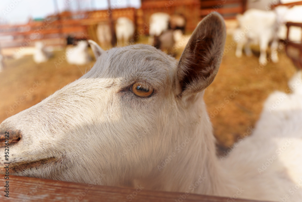 Close-up view of a curious goat surrounded by wooden fencing in a rustic pen. Close-up view of a curious goat surrounded by wooden fencing in a rustic pen.