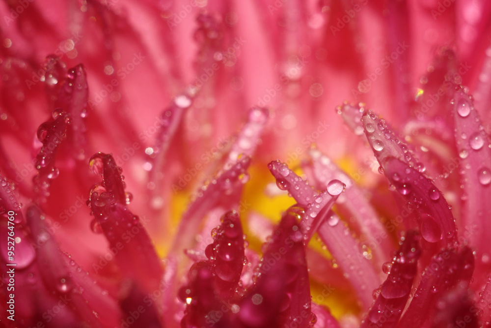 close up of red flower with water drops