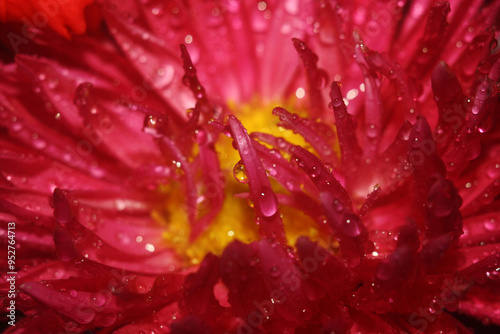 close up of red flower with water drops