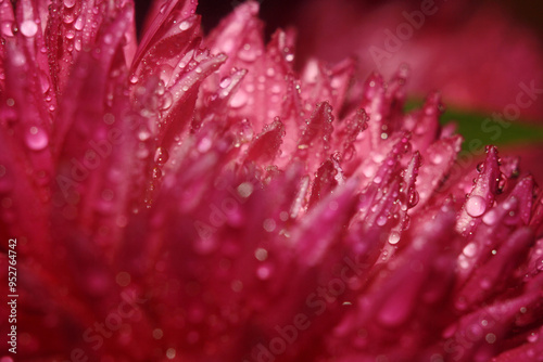 close up of red flower with water drops