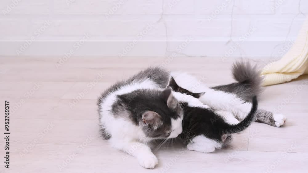 mother cat feeds and licks kittens. High quality 4k footage mother cat feeds and licks kittens. High quality 4k footage