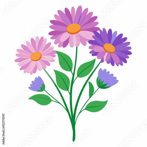 Aster Flowers Four-Color Vector Design on White Background