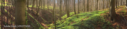 Spring landscape, banner, panorama - view of the deciduous forest in the rays of the spring sun