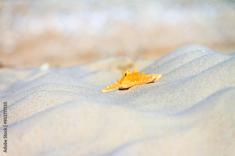 Close-up view of a beach with starfish on the sand under the hot sun, selective focus. Beach holiday concept, background with copy space for text