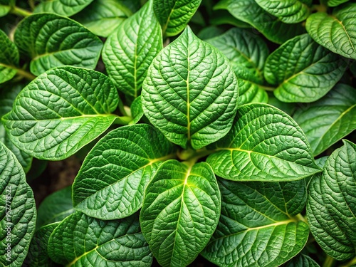 Fresh green potato leaves with delicate veins and subtle wrinkles sprawl outward, softly lit to highlight their natural texture and intricate detail.