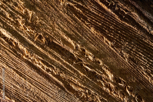 Macro photo of wood texture, practical for graphic resources and abstract backgrounds photo