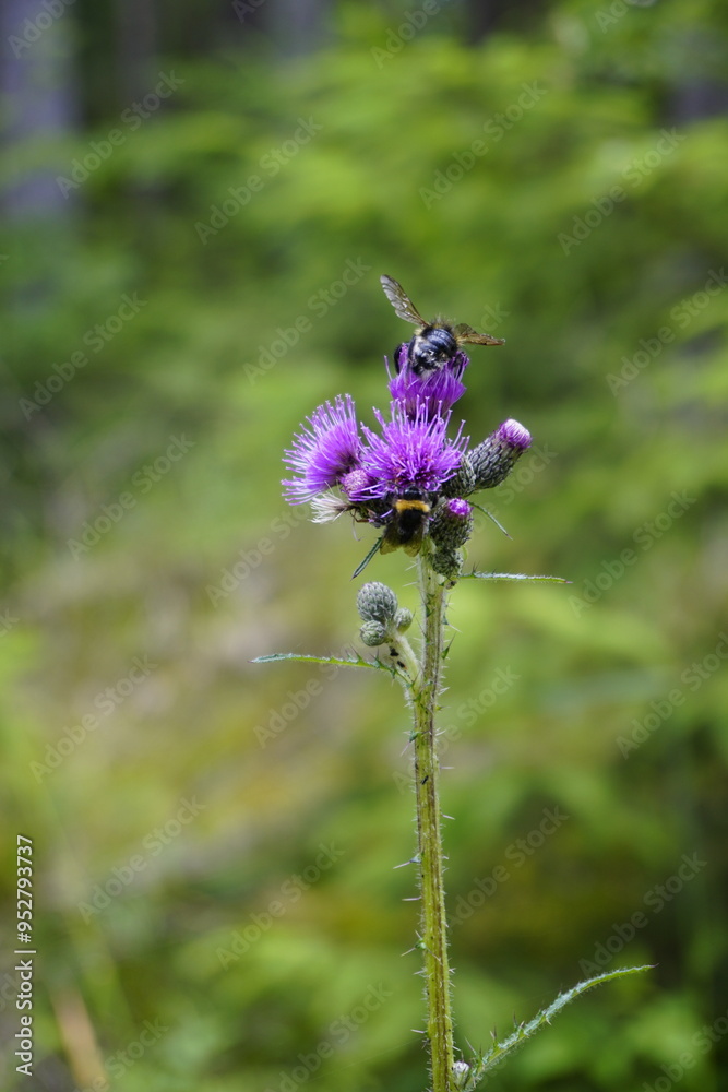 Wildflowers closeup