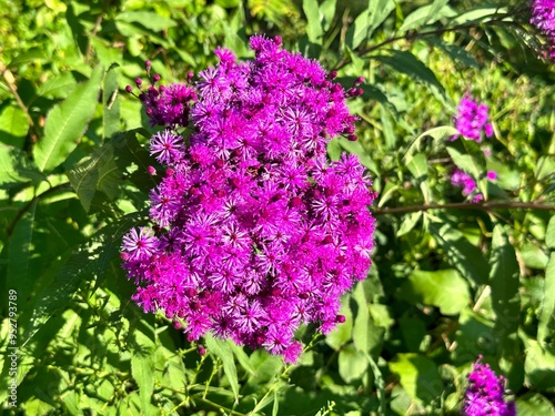 ironweed - Vernonia gigantea