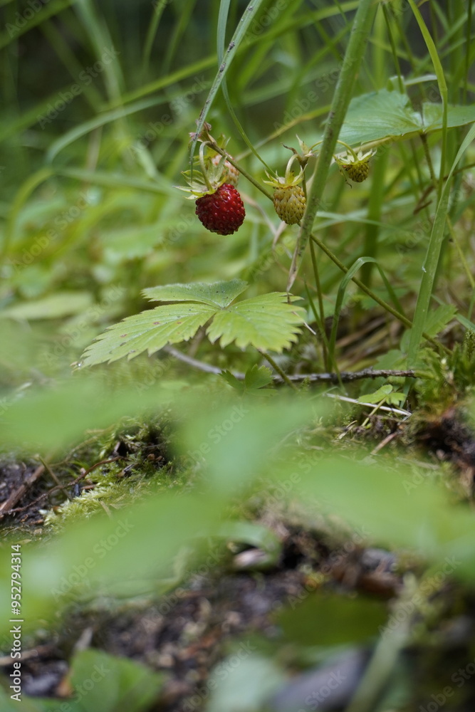 Obraz premium Wild Strawberries closeup