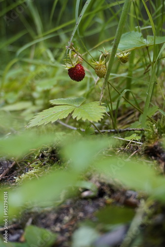 Wild Strawberries closeup