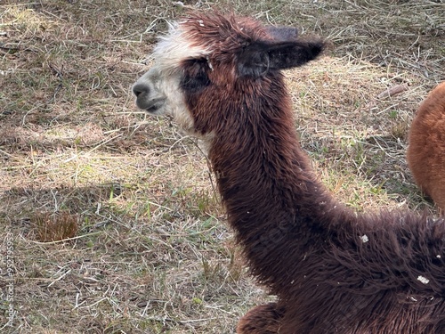 llama alpaca