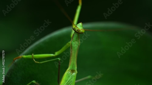 A captivating close-up of a mantis perched on a vibrant green leaf, gazing upwards photo