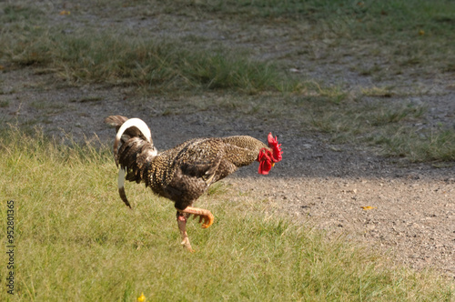 Rooster Carijó loose on the farm