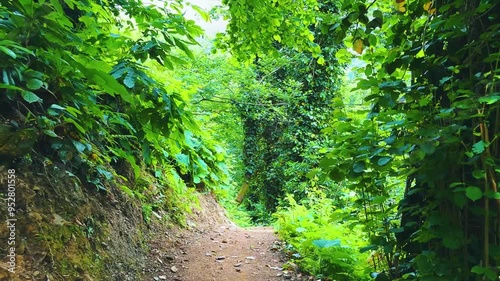 Nestled deep within a verdant forest, a sprawling tree stands proud among moss-covered rocks, bathed in the soft glow of dawn, showcasing nature's extraordinary beauty and tranquility.