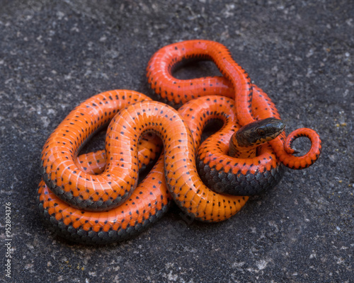 Pacific ring-necked snake in defensive posture. Stevens Creek County Park, Santa Clara County, California. photo