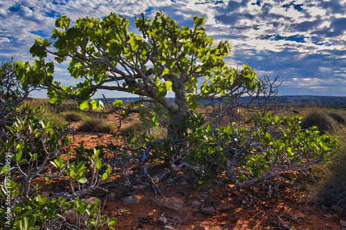 A kurrajong tree (Brachychiton populneus) in the arid outback of Cape Range National Park, Western Australia
 photo