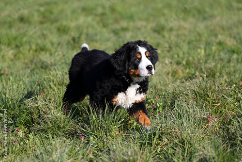 Berner Sennenhund
Cute fluffy Bernese Mountain Dog puppy in the garden photo