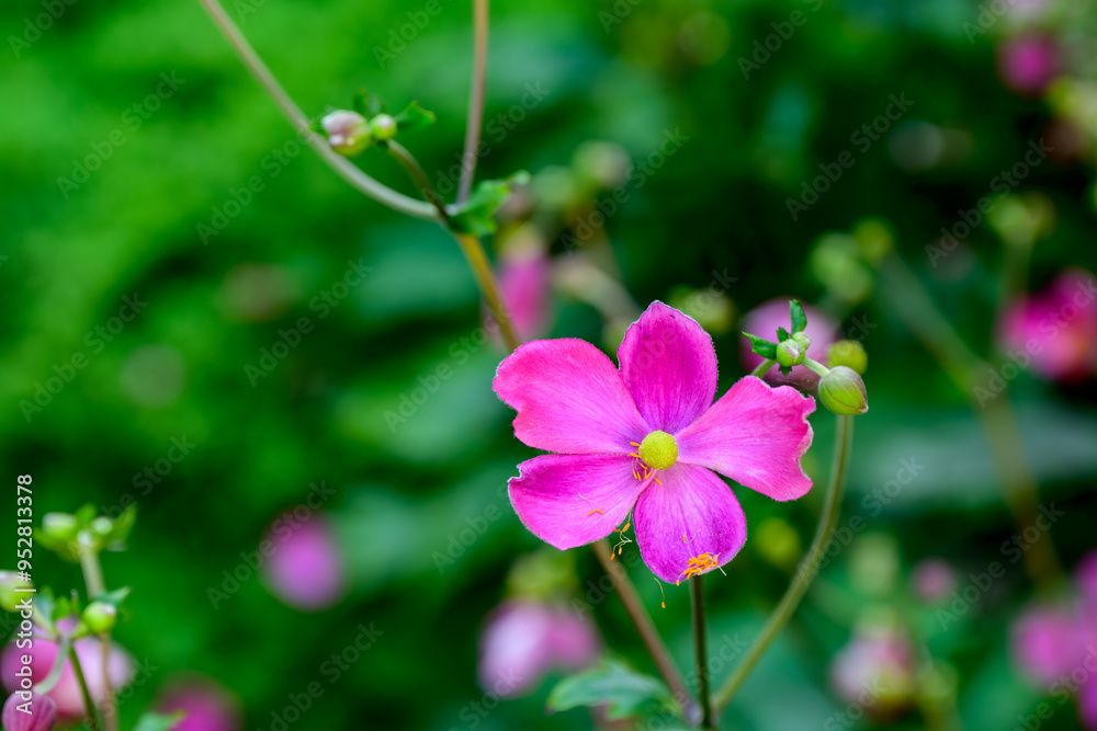 deep pink cosmo bloom with falling stamens green background, room for text deep pink cosmo bloom with falling stamens green background, room for text