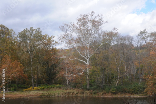 autumn scene with creek