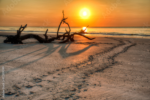 Turtle Tracks the Beach at Sunrise