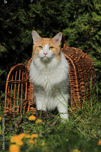 Maine-Coon-Katze im KÃ¶rbchen
Adorable Maine Coon cat among flowers with a basket photo