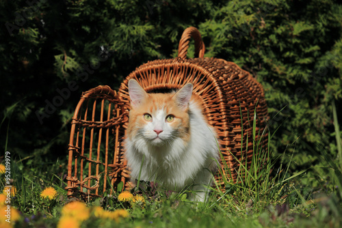 Maine-Coon-Katze im KÃ¶rbchen
Adorable Maine Coon cat among flowers with a basket photo