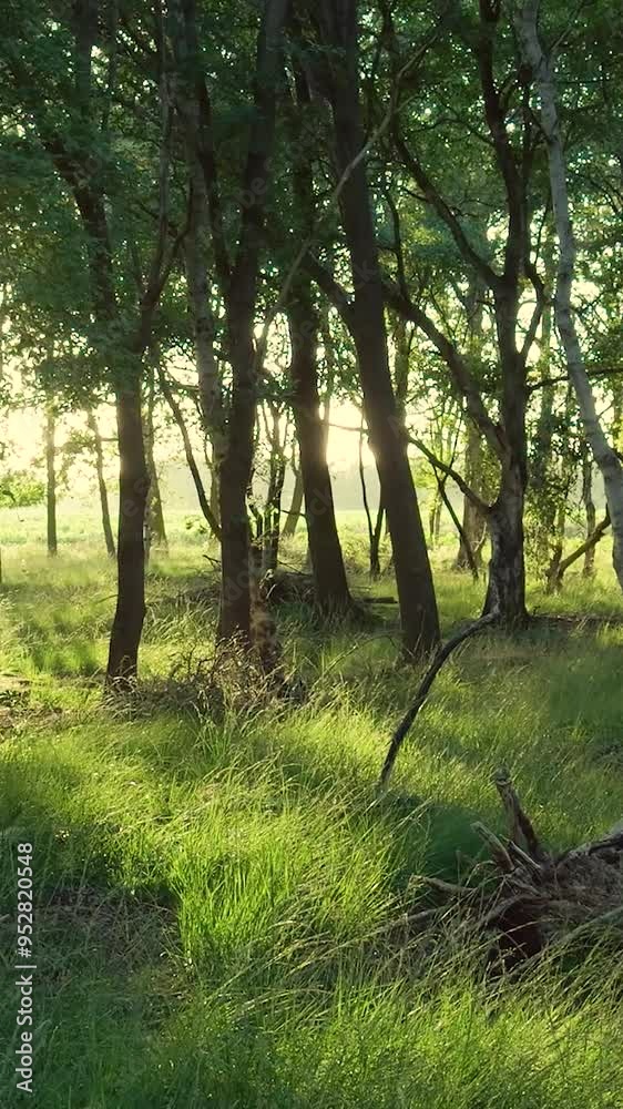 A deer running throught the forest in slowmotion during sunset A deer running throught the forest in slowmotion during sunset