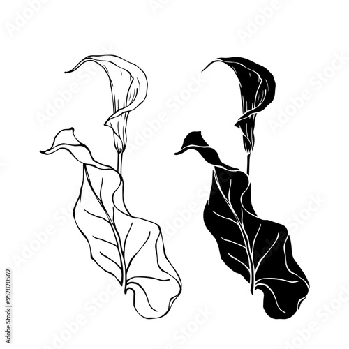 Line sketch, silhouette, stamp of blooming calla lily flower. Vector graphics.