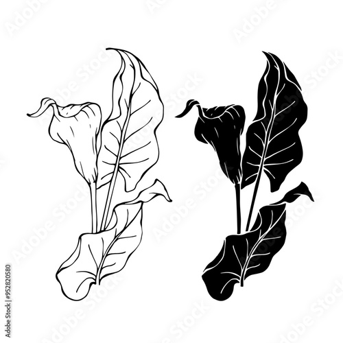 Line sketch, silhouette, stamp of blooming calla lily flower. Vector graphics.