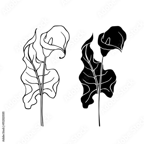 Line sketch, silhouette, stamp of blooming calla lily flower. Vector graphics.