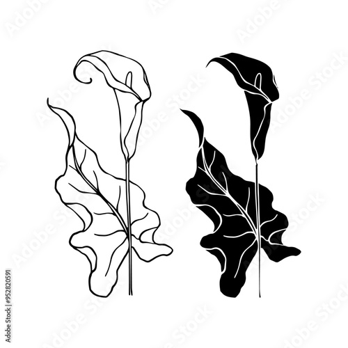 Line sketch, silhouette, stamp of blooming calla lily flower. Vector graphics.
