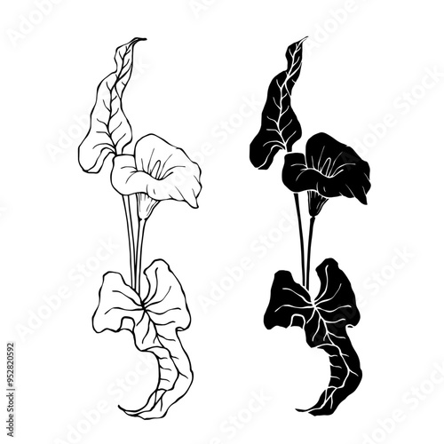 Line sketch, silhouette, stamp of blooming calla lily flower. Vector graphics.
