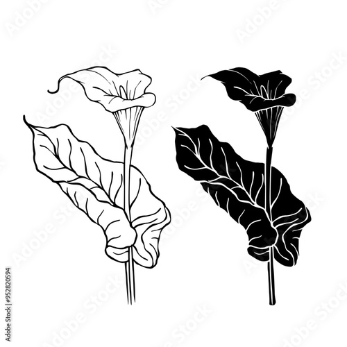 Line sketch, silhouette, stamp of blooming calla lily flower. Vector graphics.