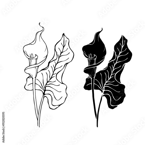 Line sketch, silhouette, stamp of blooming calla lily flower. Vector graphics.