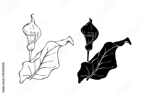 Line sketch, silhouette, stamp of blooming calla lily flower. Vector graphics.