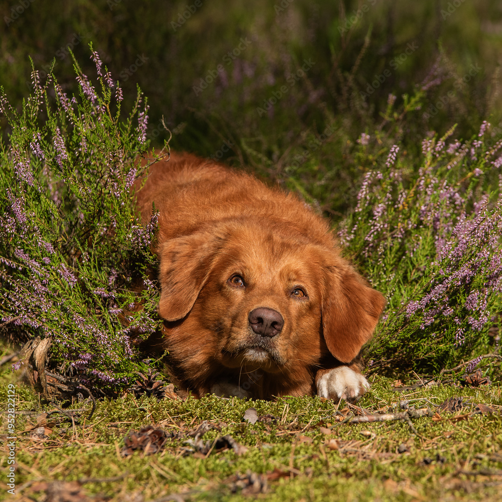Obraz premium Nova scotia duck tolling retriever autumn portrait