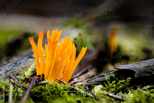 Goldgelbe Koralle (Ramaria aurea) im Wald photo