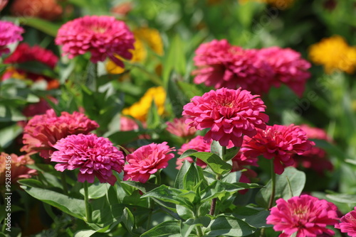 pink and yellow Zinnia peruviana (Peruvian Zinnia) flowers in a park