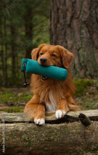 Tolling retriever in training process