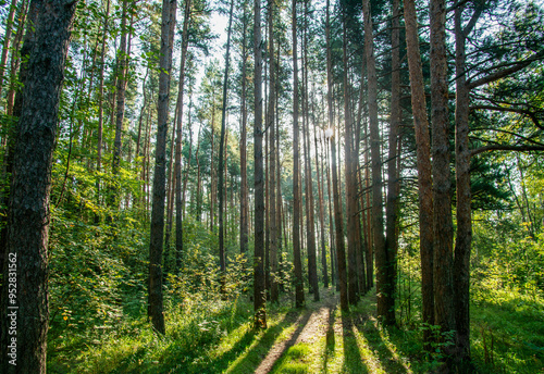 Amazing tops of Pine trees on backgrounf and young pine tree on foreground  - low angle view photo